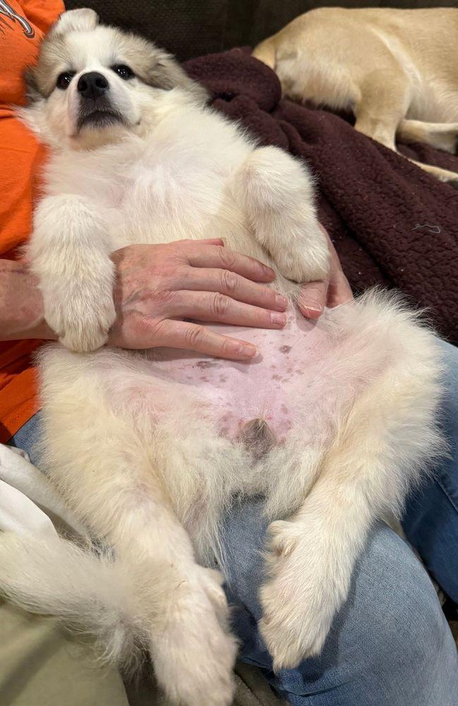 Enlarge Columbine, a Adopted Great Pyrenees in Larkspur, CO image 2/4