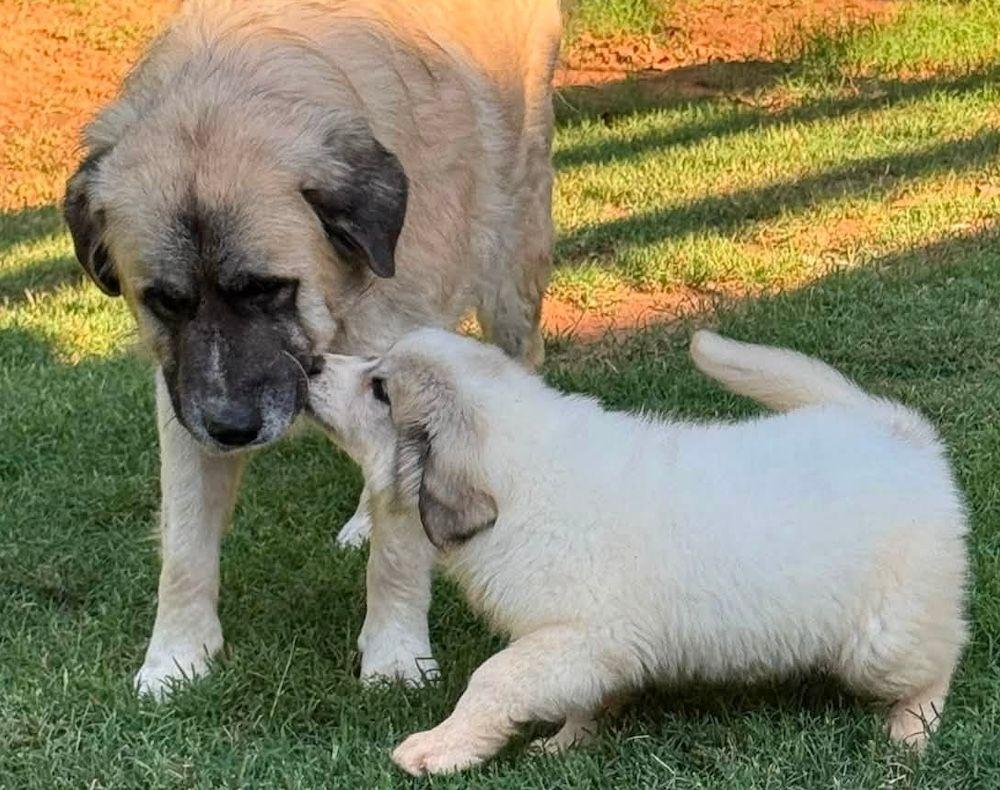 Enlarge Columbine, a Adopted Great Pyrenees in Larkspur, CO image 4/4
