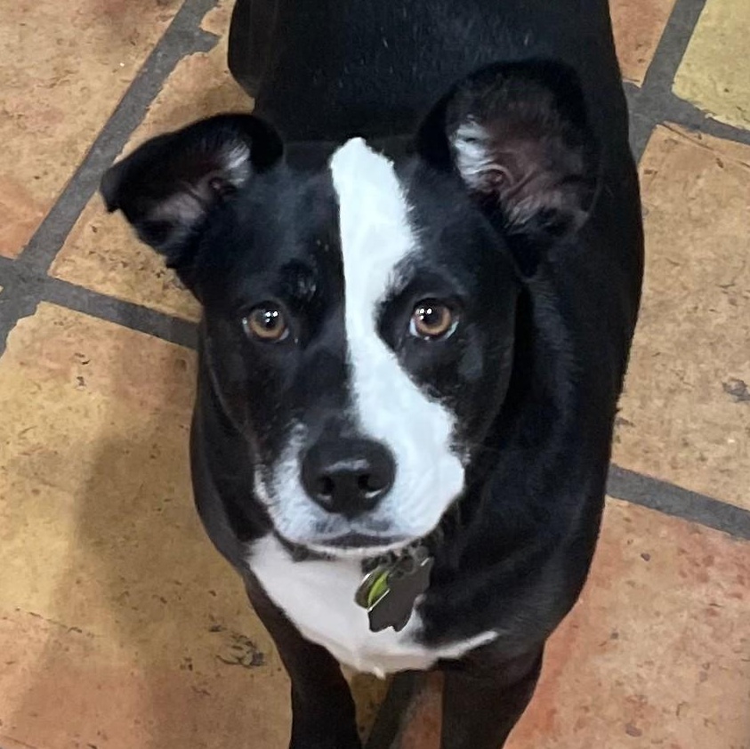 Millie, a Adoptable mixed breed in Woodbury, MN image 1/6