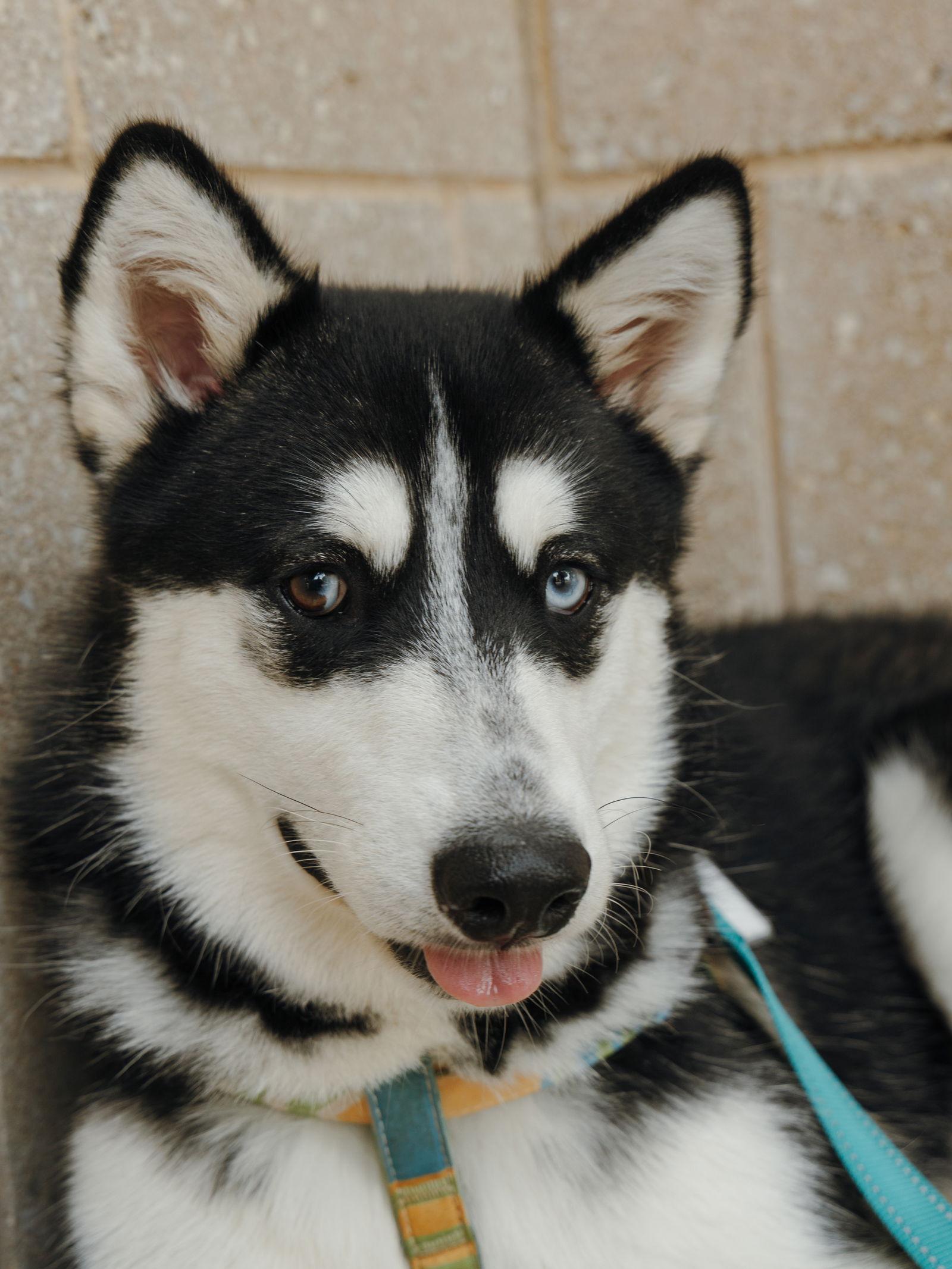 Wyatt, Adopted, Puppy Male Siberian Husky.