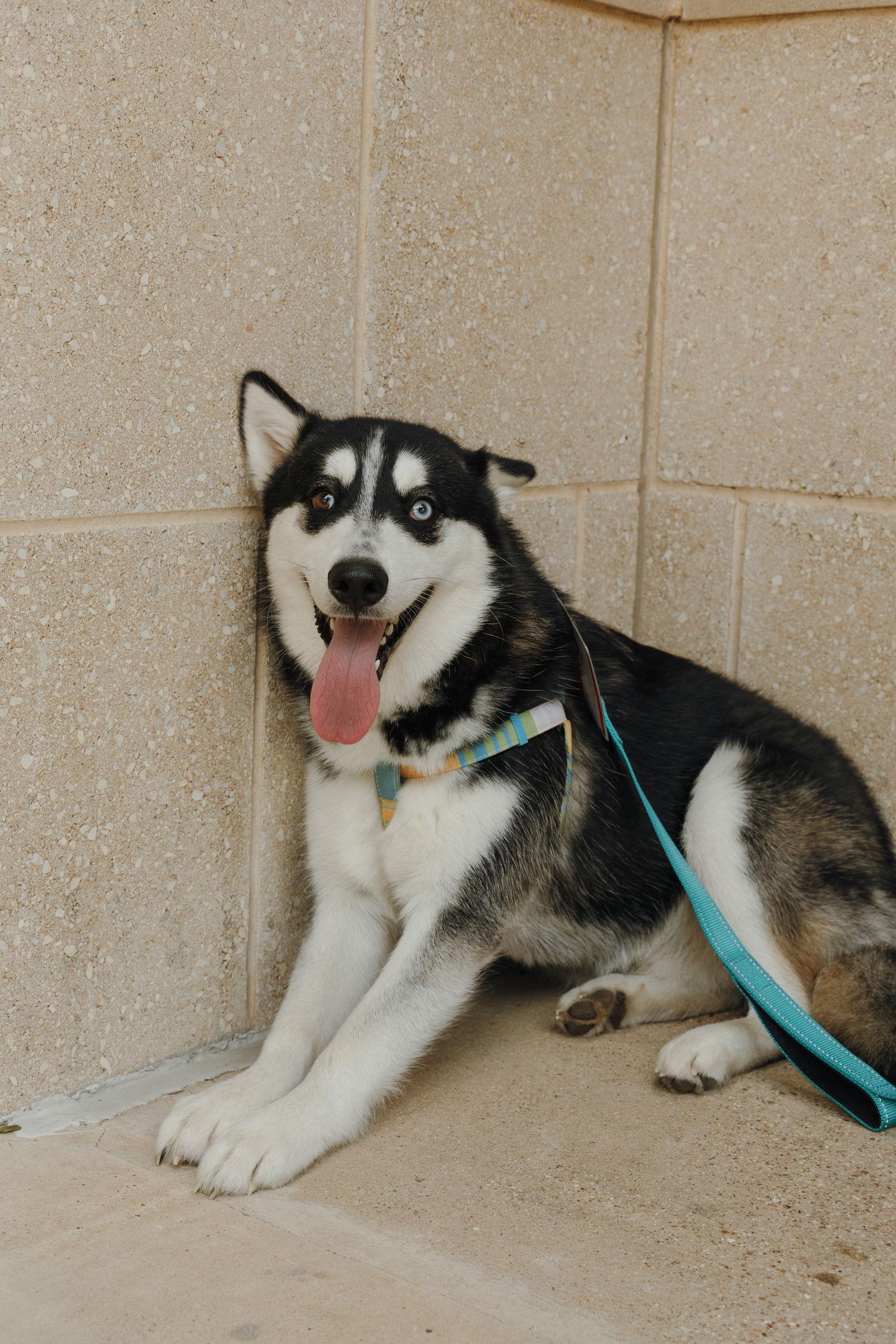 Enlarge Wyatt, a Adopted Siberian Husky in Carrollton, TX image 2/3