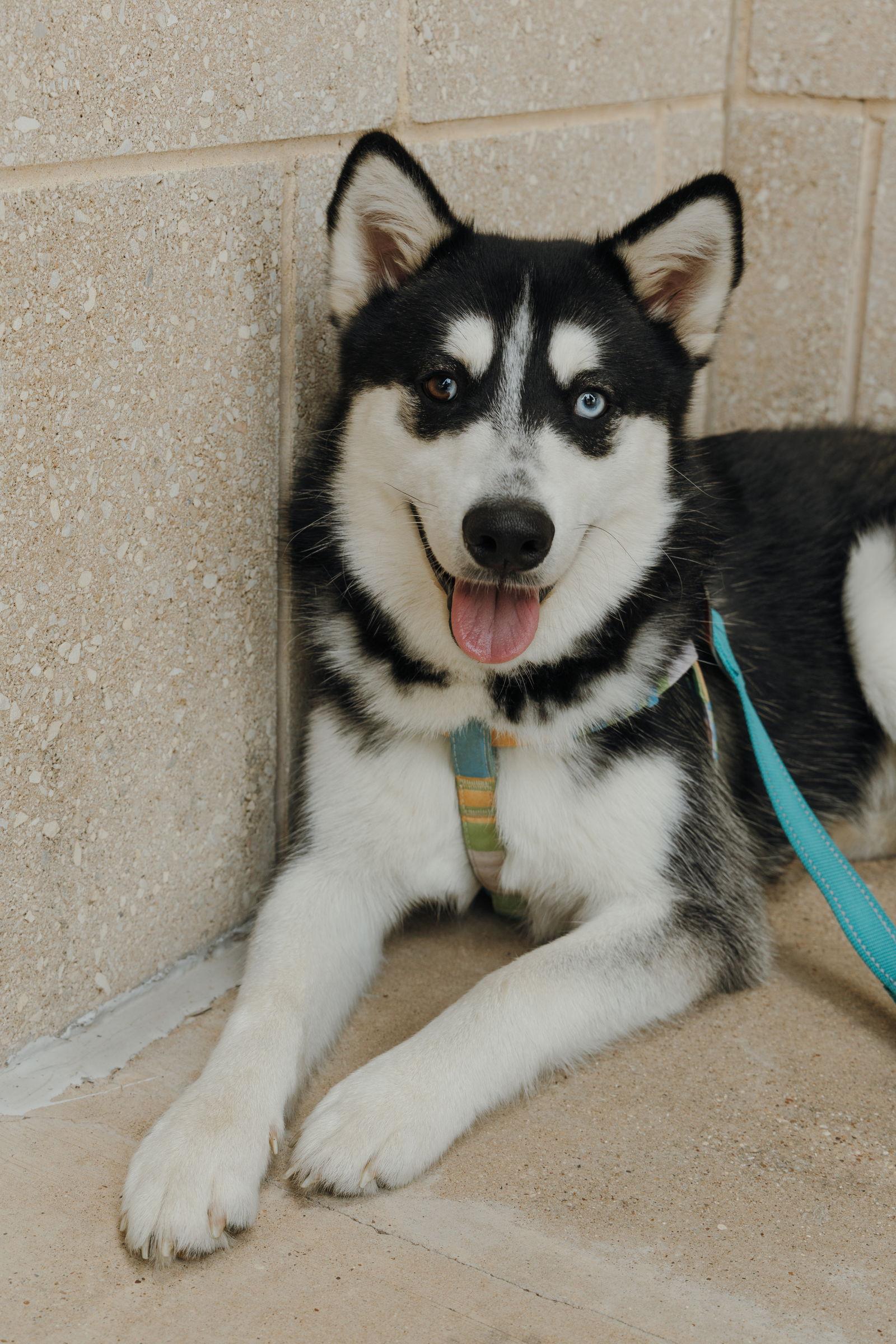 Enlarge Wyatt, a Adopted Siberian Husky in Carrollton, TX image 3/3