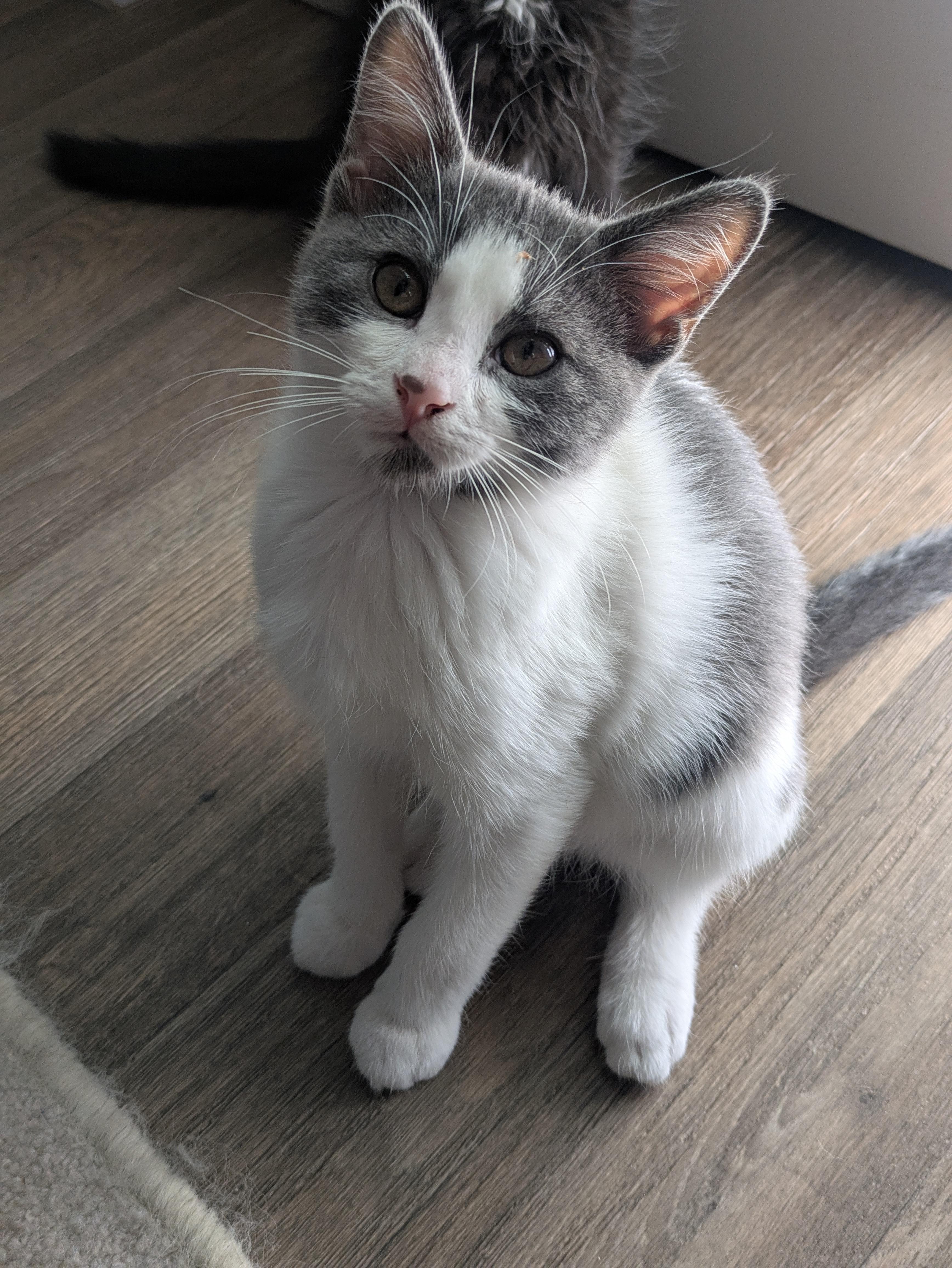 Ozzy — little guy in a gray-and-white tuxedo!