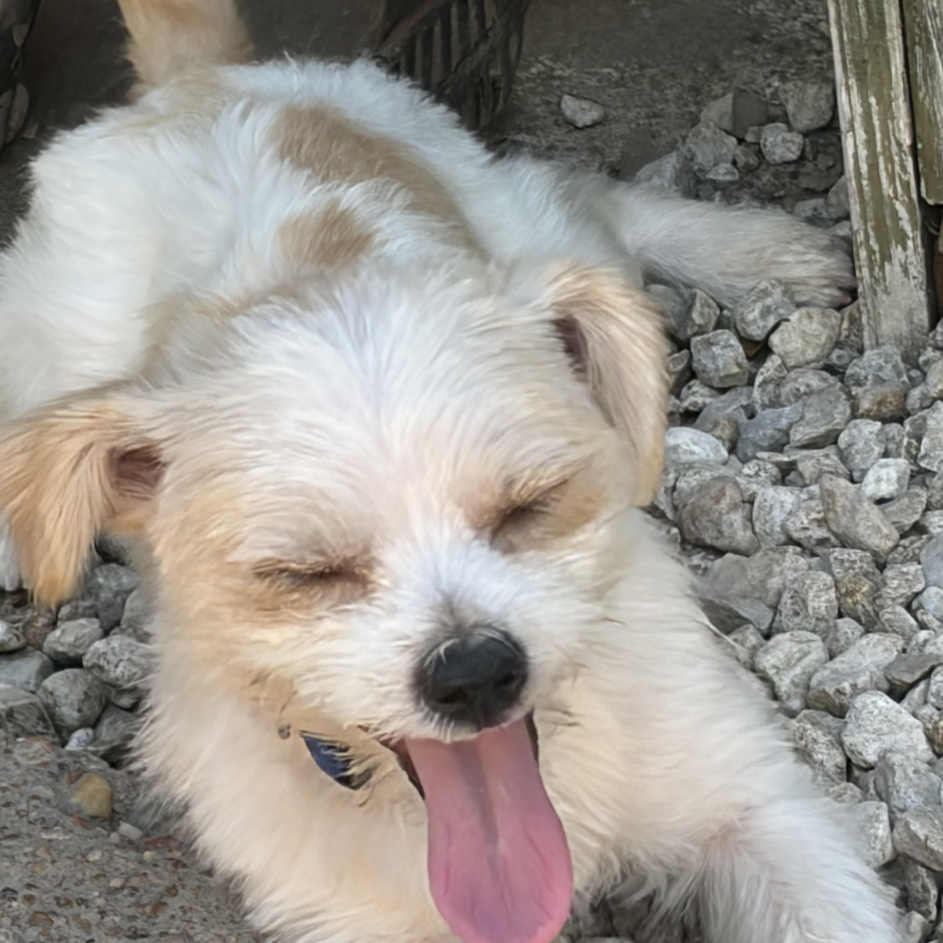 Enlarge Balducci — The Little Gentleman With a Big Heart, a Adopted mixed breed in Brattleboro, VT image 5/6