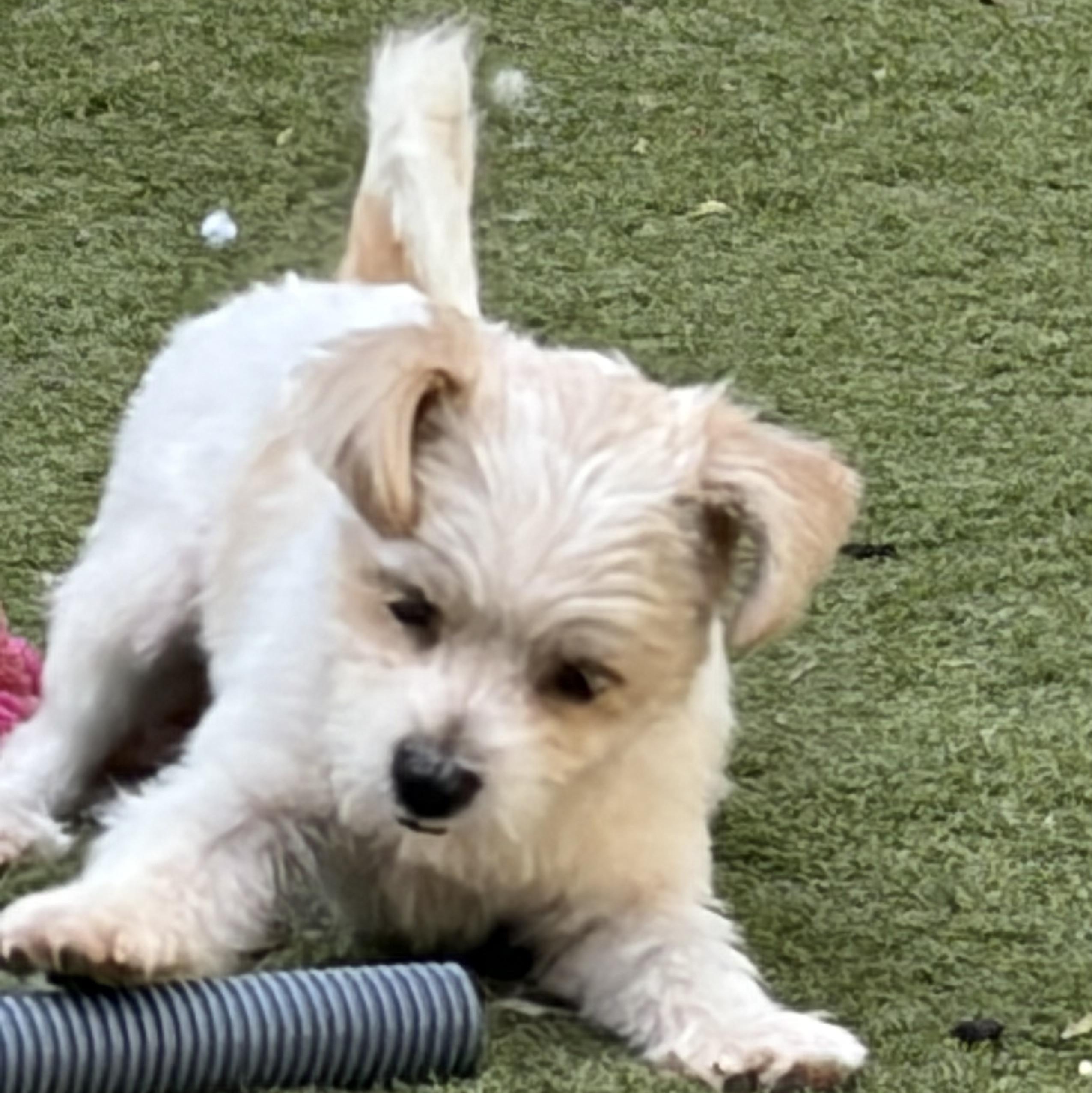 Enlarge Balducci — The Little Gentleman With a Big Heart, a Adopted mixed breed in Brattleboro, VT image 3/6