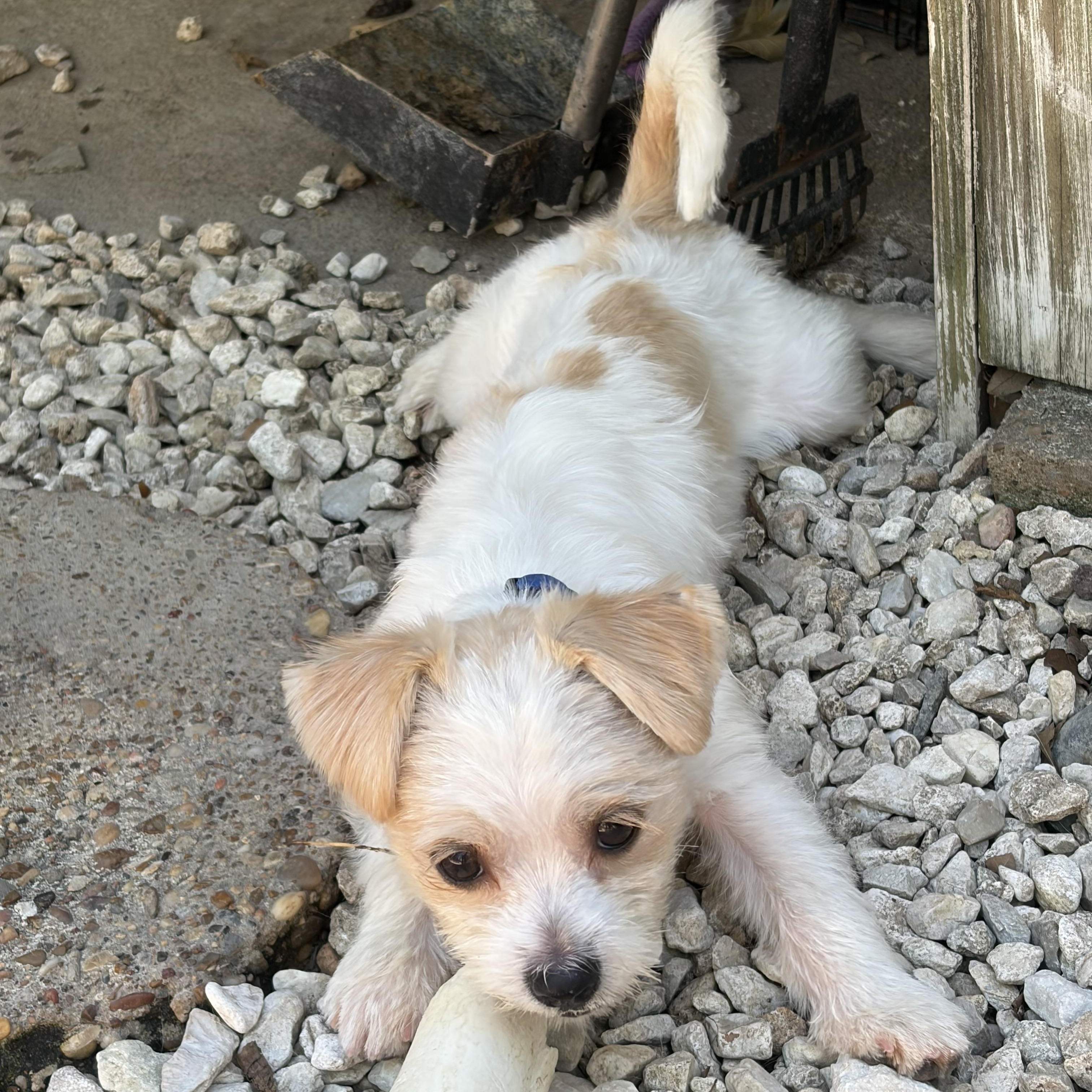 Enlarge Balducci — The Little Gentleman With a Big Heart, a Adopted mixed breed in Brattleboro, VT image 2/6