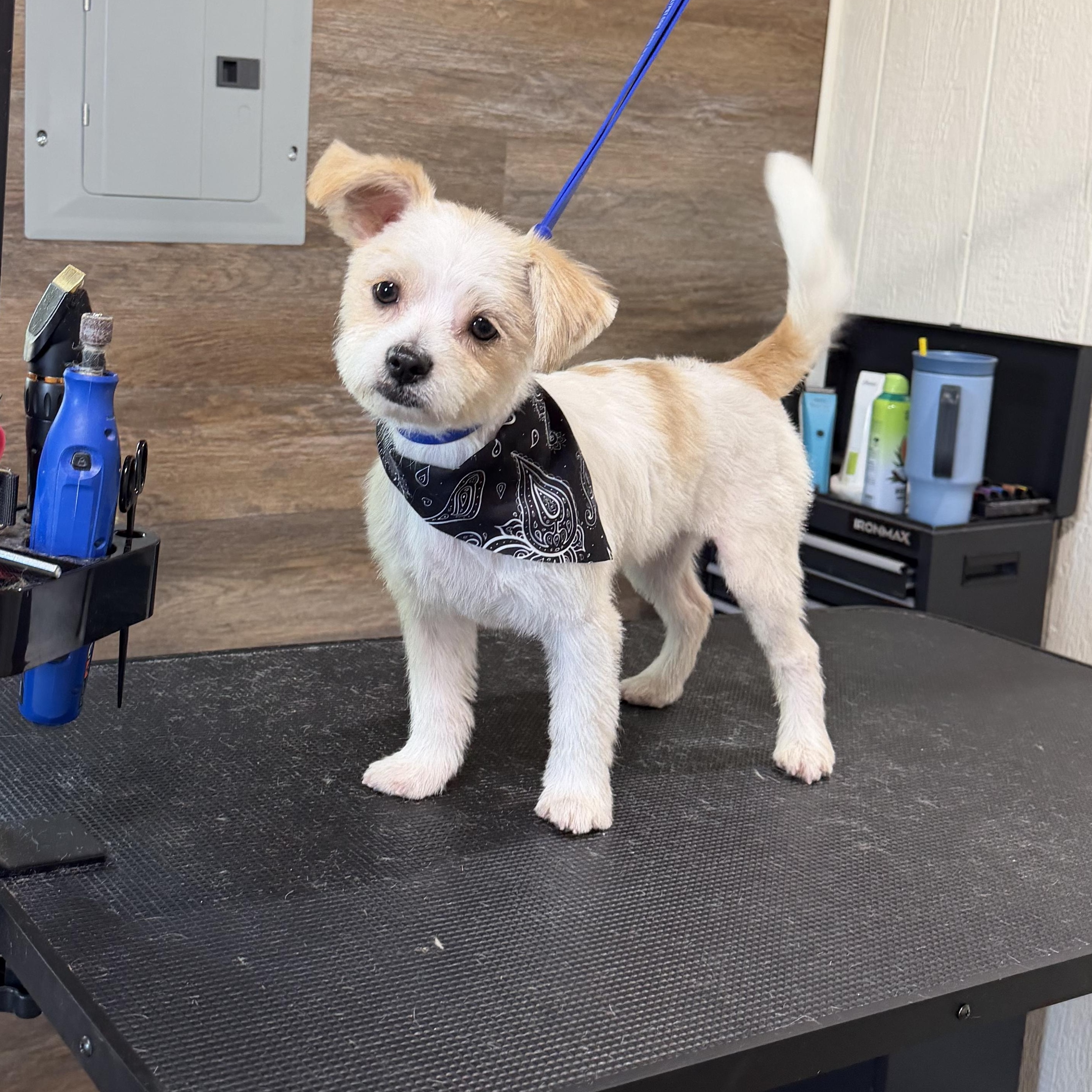 Balducci — The Little Gentleman With a Big Heart, Adoptable, Young Male Maltese.