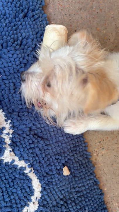 Enlarge Balducci — The Little Gentleman With a Big Heart, a Adopted mixed breed in Brattleboro, VT video 6/6