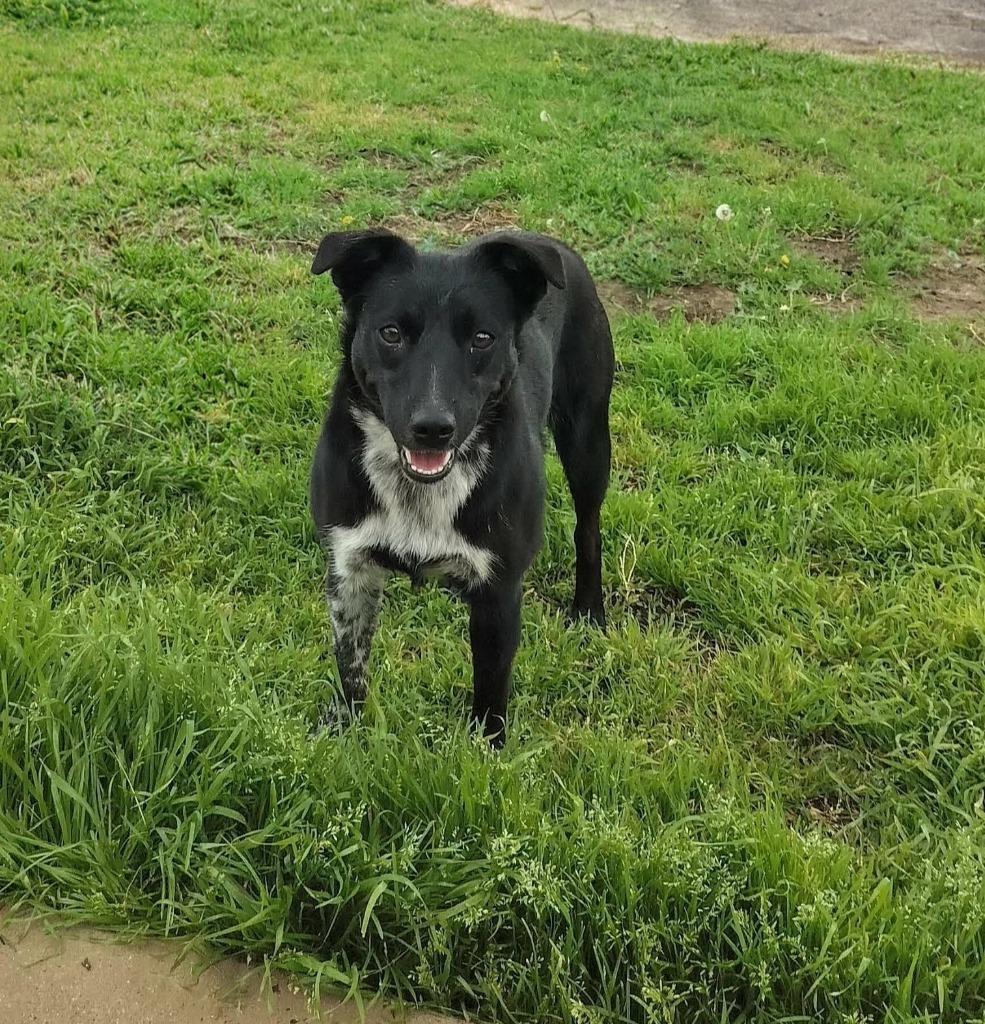 Poppy, Adopted, Young Female Cattle Dog & Australian Kelpie.