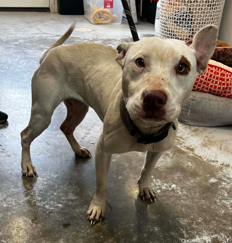Enlarge Shortie, a Adoptable mixed breed in Sunrise Beach, MO image 1/2