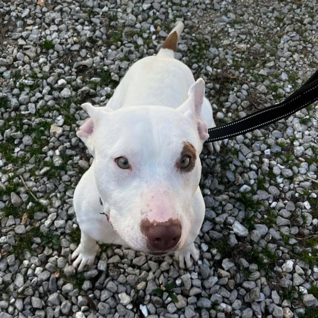 Enlarge Shortie, a Adoptable mixed breed in Sunrise Beach, MO image 2/2
