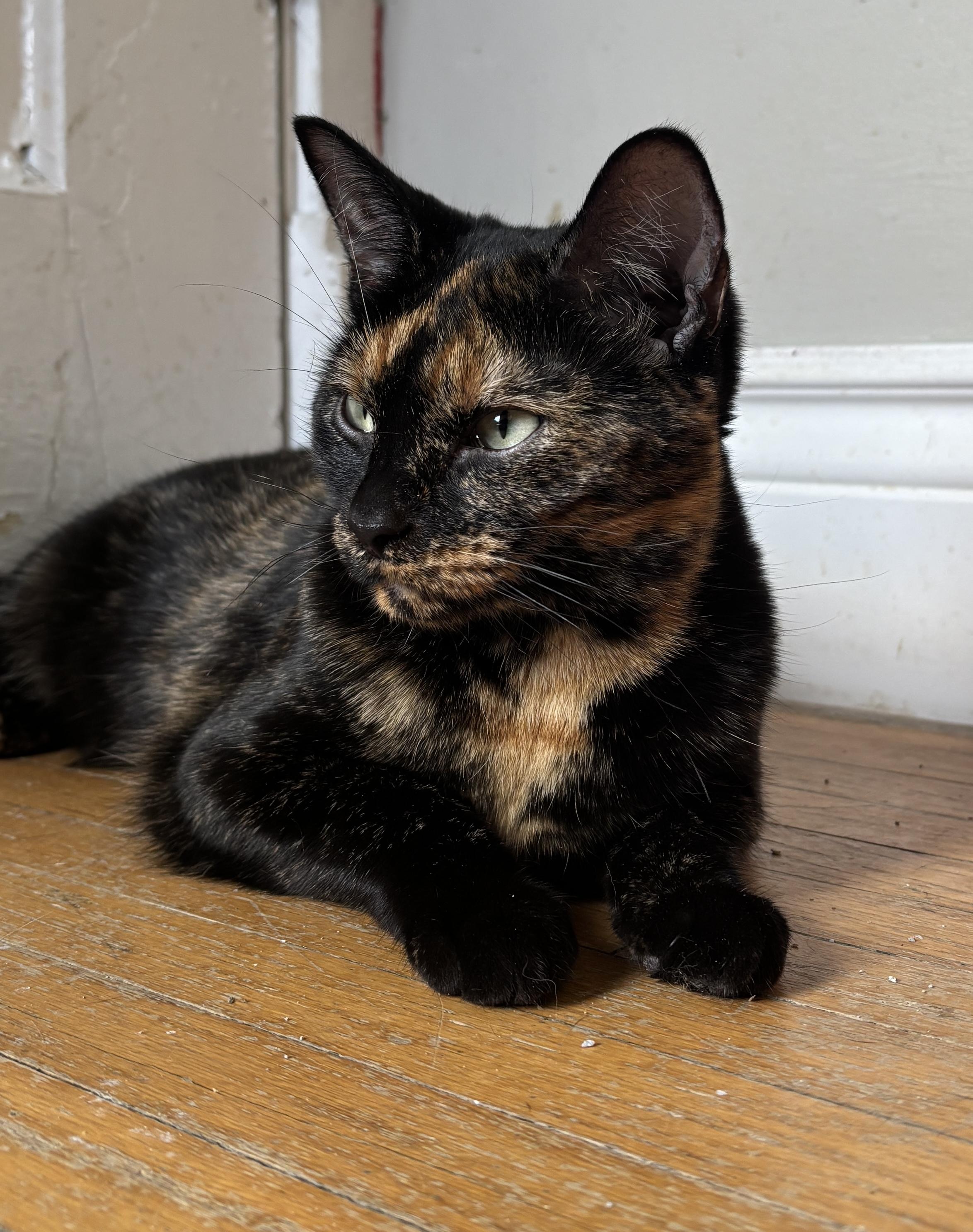 FIESTA, a ADOPTABLE Tortoiseshell in Shakespeare, ON image 2/4