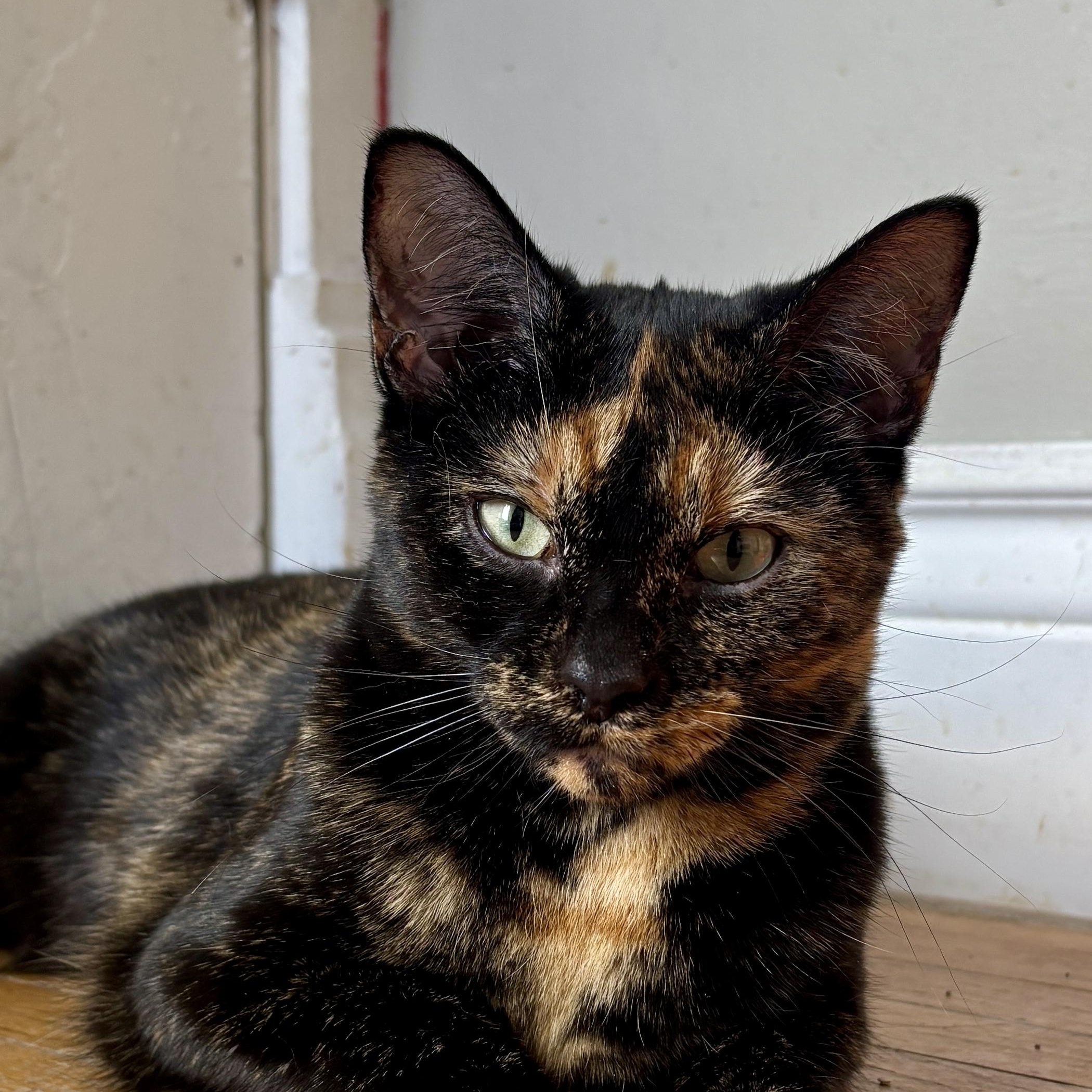 FIESTA, ADOPTABLE, Kitten Female Tortoiseshell.