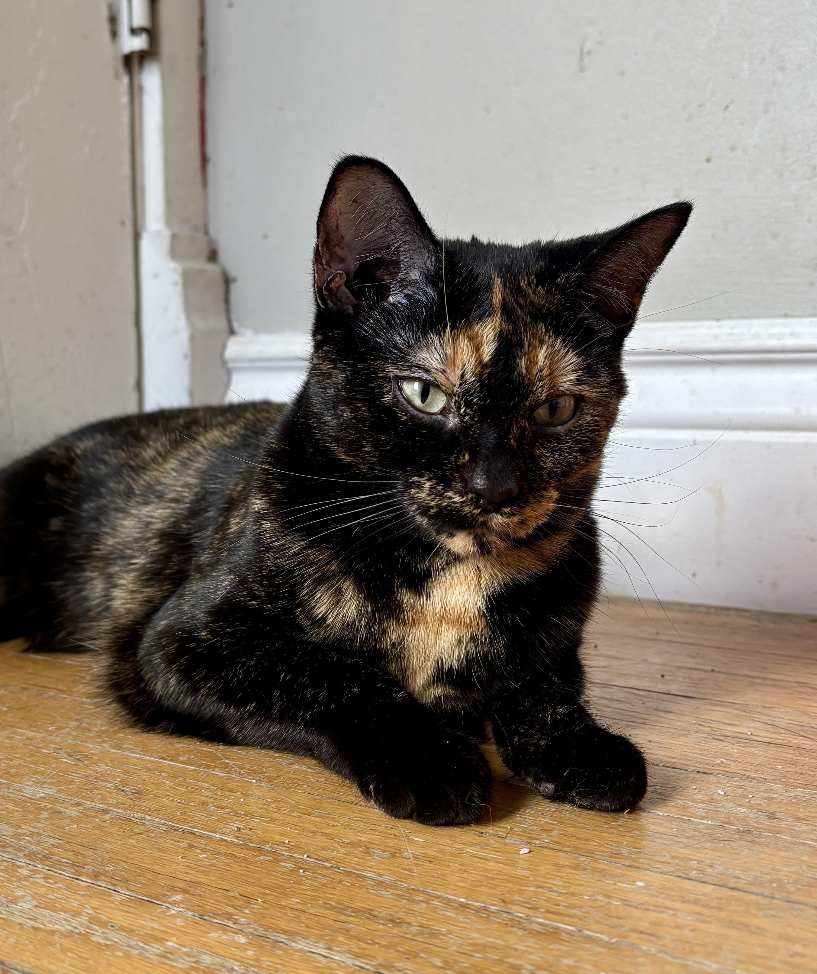 FIESTA, a ADOPTABLE Tortoiseshell in Shakespeare, ON image 3/4