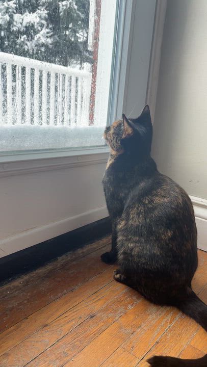 Enlarge FIESTA, a ADOPTABLE Tortoiseshell in Shakespeare, ON video 4/4