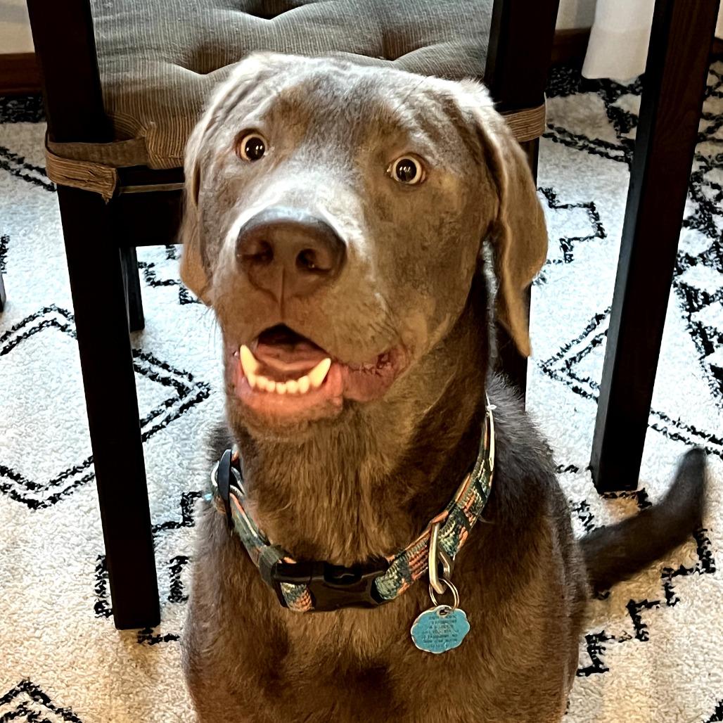 Atlas, Adoptable, Adult Male Labrador Retriever.