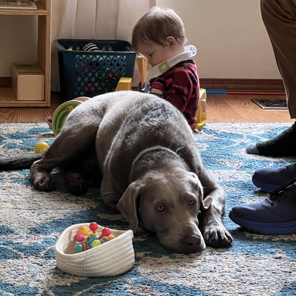 Enlarge Atlas, a Adoptable Labrador Retriever in Bellingham, WA image 2/5