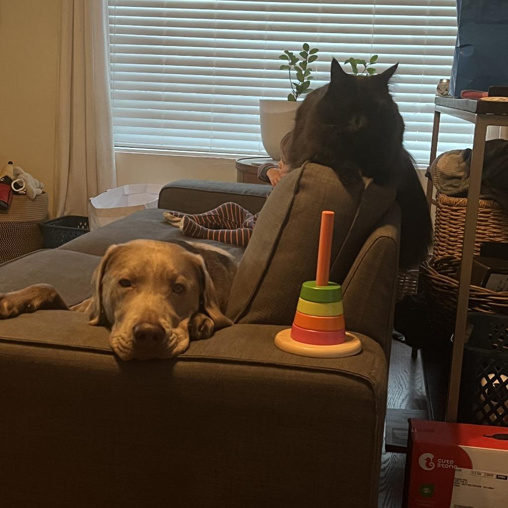 Enlarge Atlas, a Adoptable Labrador Retriever in Bellingham, WA image 4/5