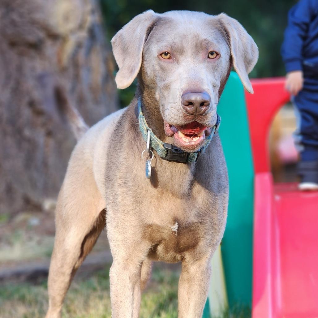 Enlarge Atlas, a Adoptable Labrador Retriever in Bellingham, WA image 5/5