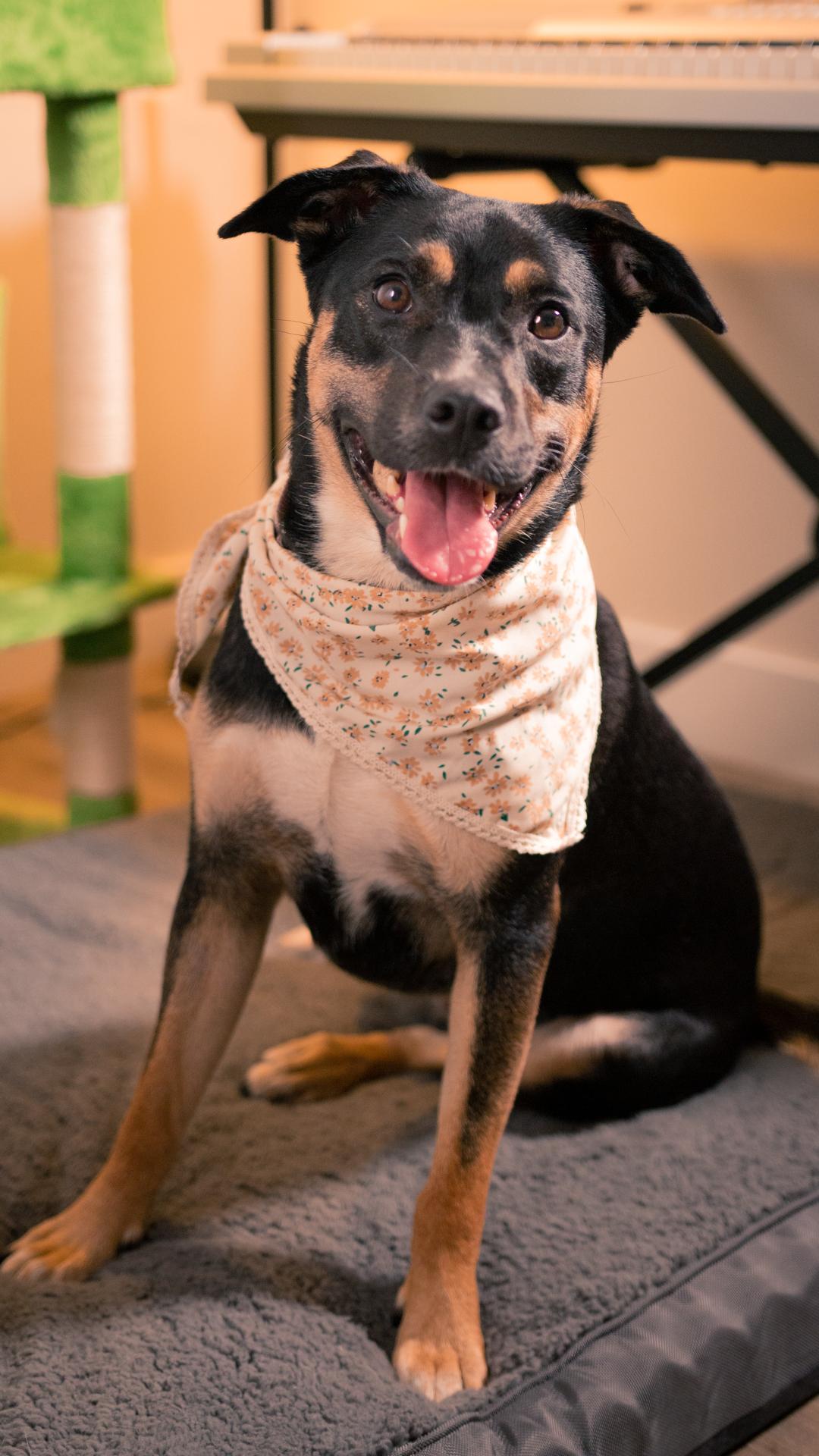 Enlarge WENDY- URGENT FOSTER/ADOPT, a Adoptable mixed breed in Irvine, CA image 2/6