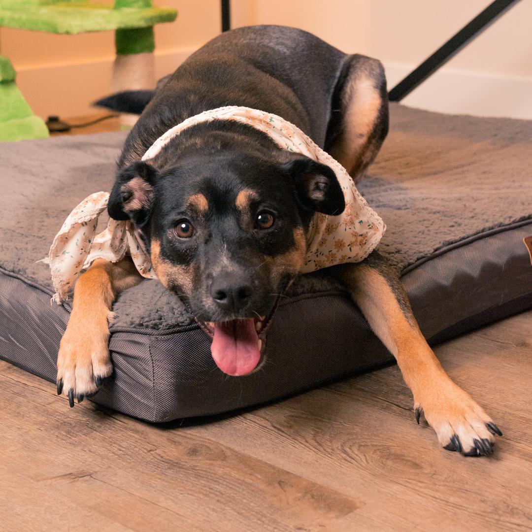 Enlarge WENDY- URGENT FOSTER/ADOPT, a Adoptable mixed breed in Irvine, CA image 5/6