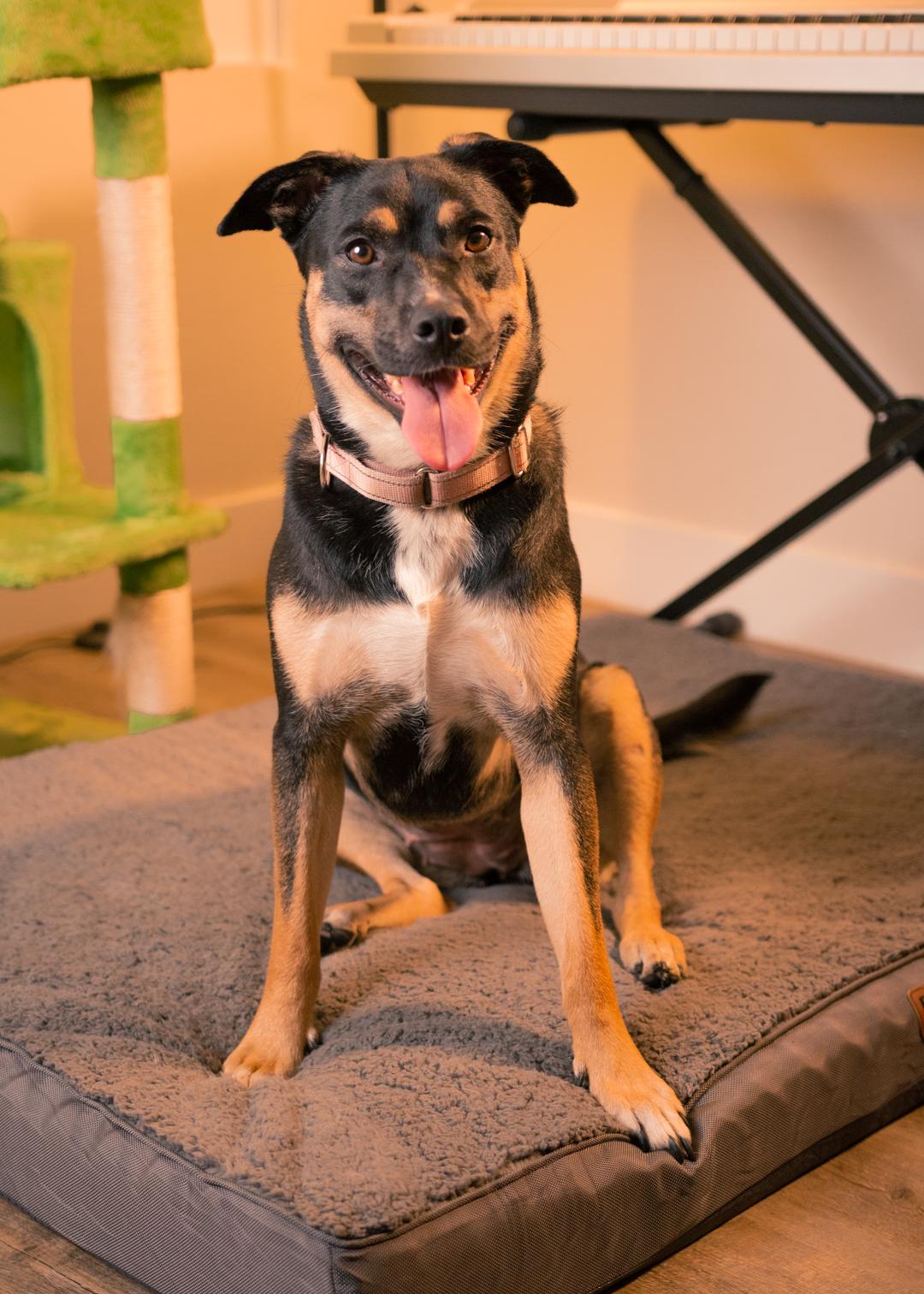 Enlarge WENDY- URGENT FOSTER/ADOPT, a Adoptable mixed breed in Irvine, CA image 4/6