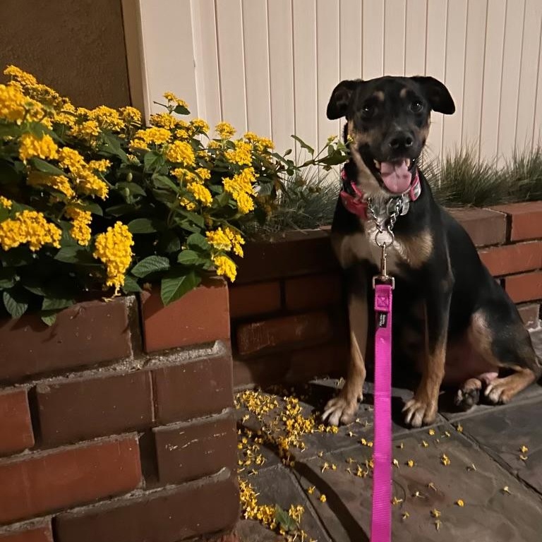 Enlarge WENDY- URGENT FOSTER/ADOPT, a Adoptable mixed breed in Irvine, CA image 6/6