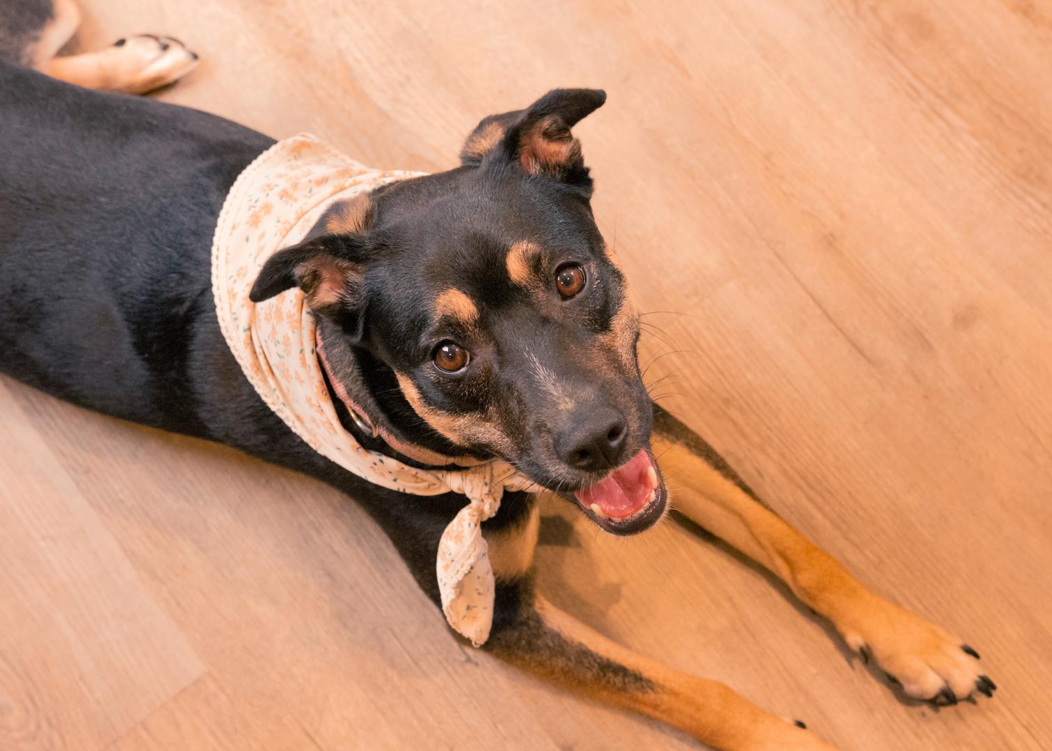 Enlarge WENDY- URGENT FOSTER/ADOPT, a Adoptable mixed breed in Irvine, CA image 3/6