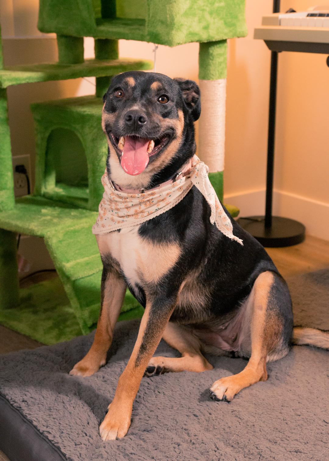 Enlarge WENDY- URGENT FOSTER/ADOPT, a Adoptable mixed breed in Irvine, CA image 1/6