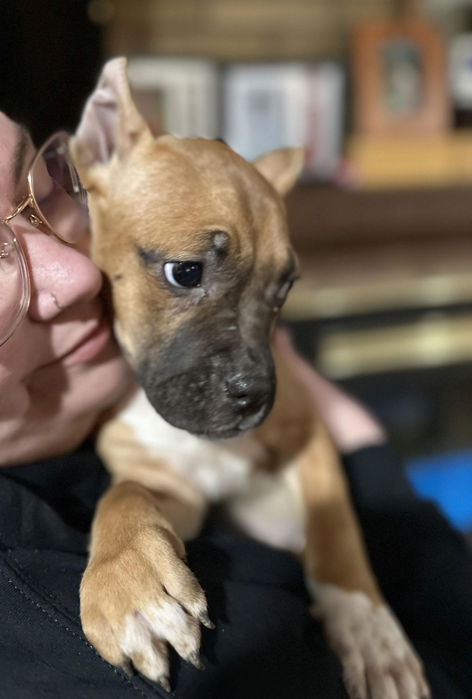 Enlarge Fv Litter Indie, a Adoptable American Bulldog in Livonia, MI image 1/3