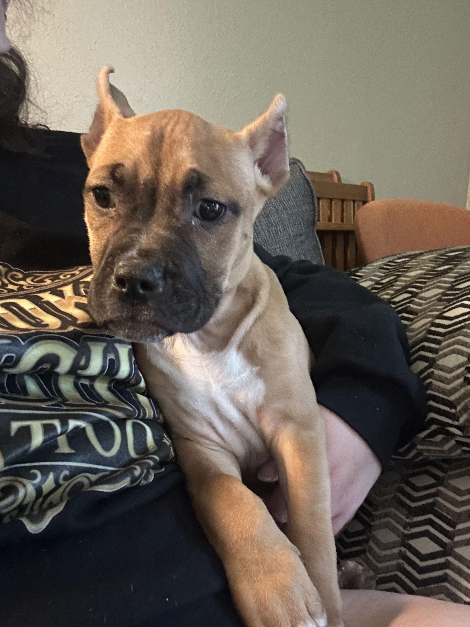 Enlarge Fv Litter Indie, a Adoptable American Bulldog in Livonia, MI image 2/3