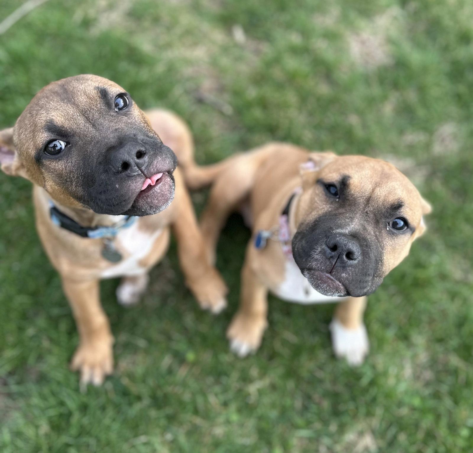 Enlarge Fv Litter Indie, a Adoptable American Bulldog in Livonia, MI image 2/3