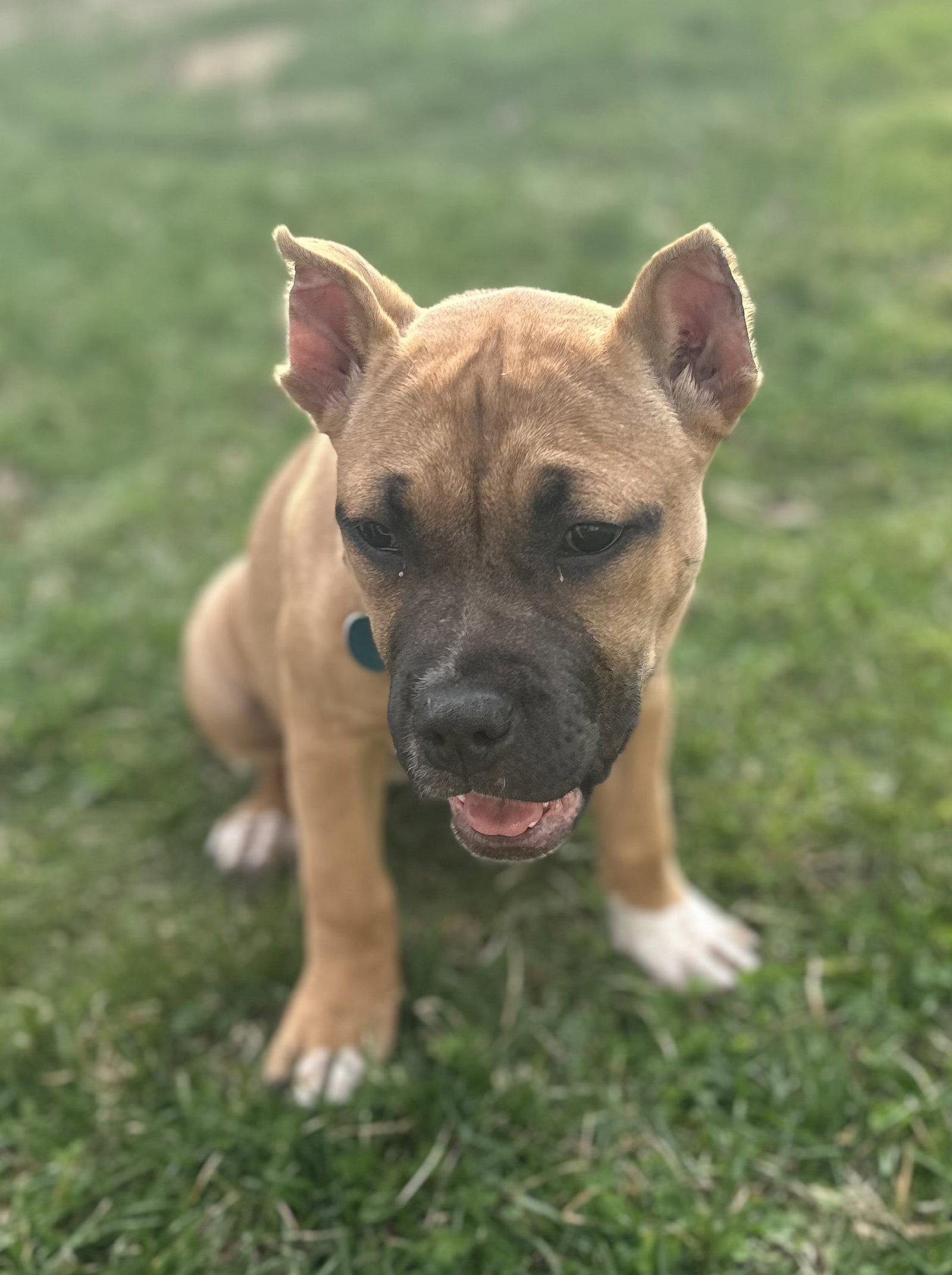 Enlarge Fv Litter Indie, a Adoptable American Bulldog in Livonia, MI image 3/3