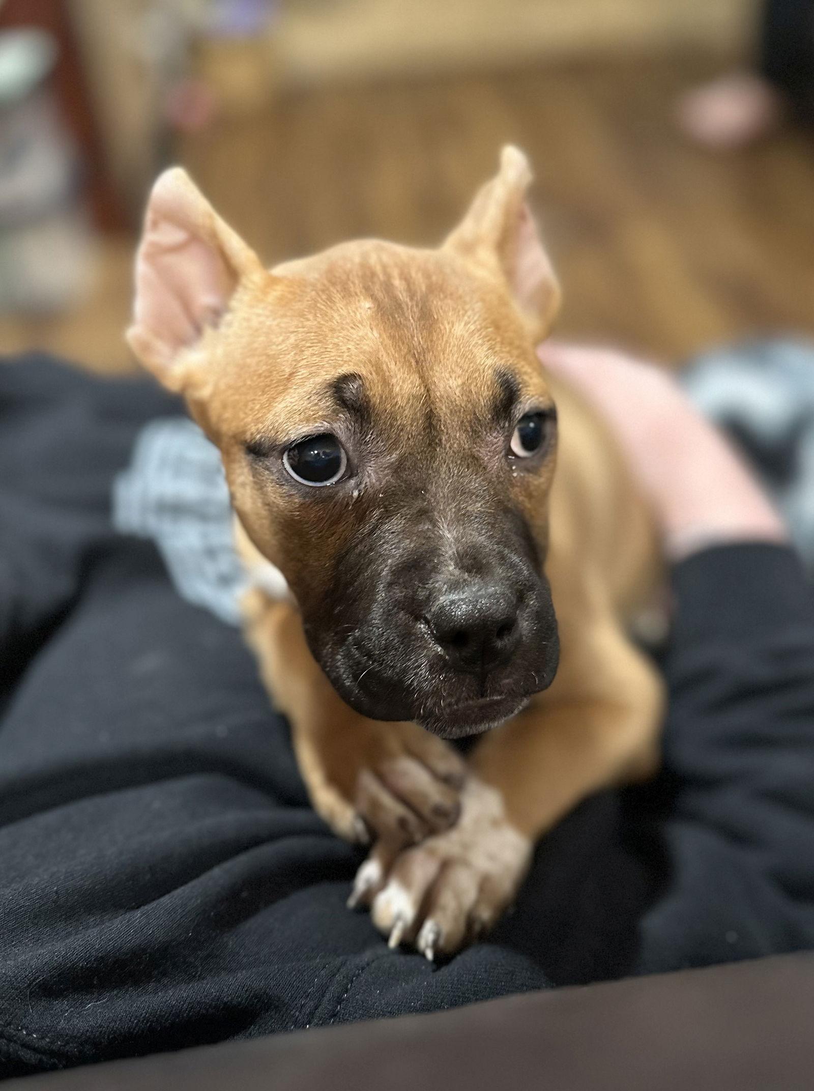 Enlarge Fv Litter Indie, a Adoptable American Bulldog in Livonia, MI image 3/3