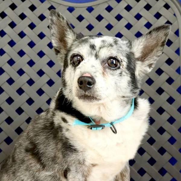Stan, Adoptable, Senior Male Chihuahua.