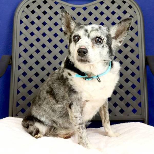 Stan, a Adoptable mixed breed in Fort Davis, TX image 2/2