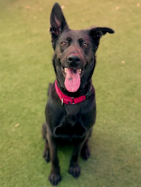 IZZY, Adoptable, Adult Female German Shepherd Dog.