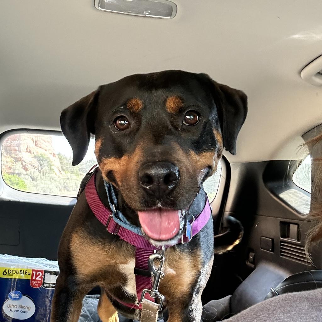 Licorice — thumbnail 2