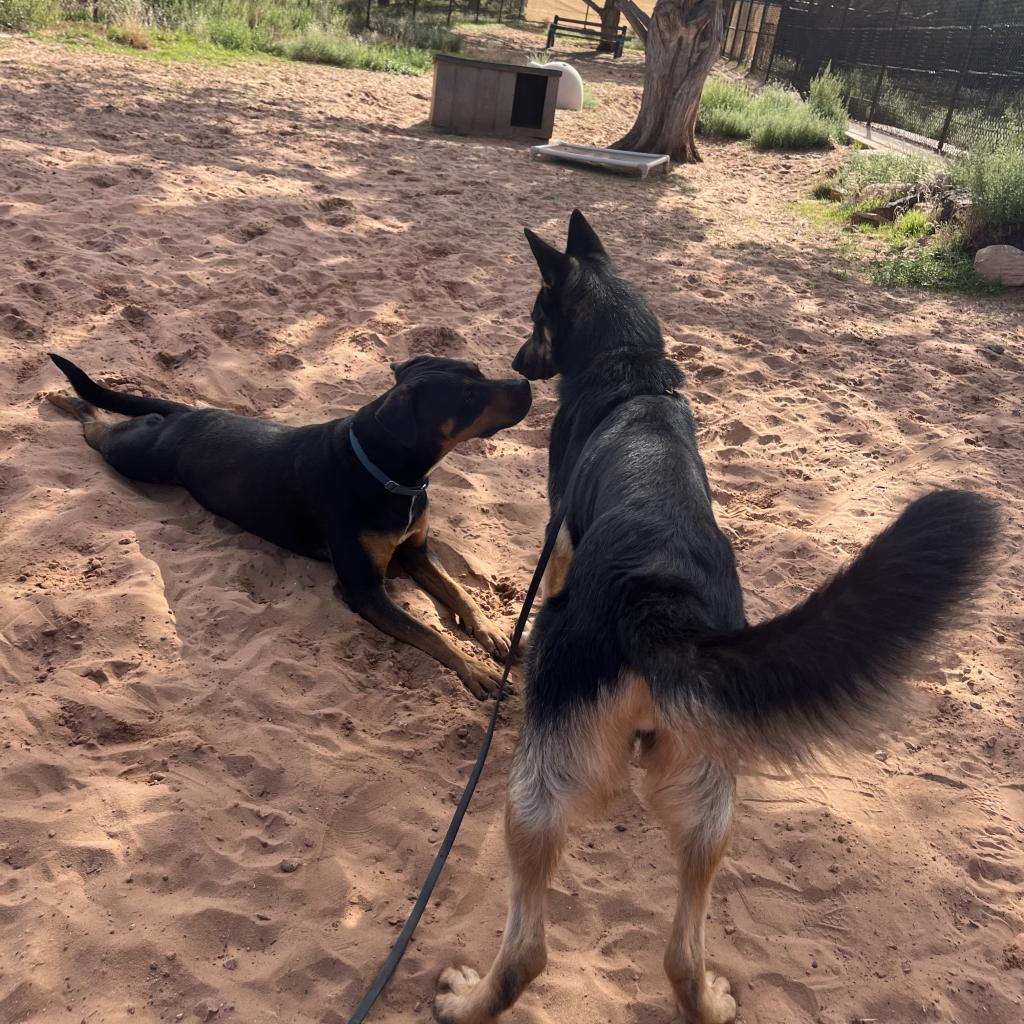 Licorice — thumbnail 3