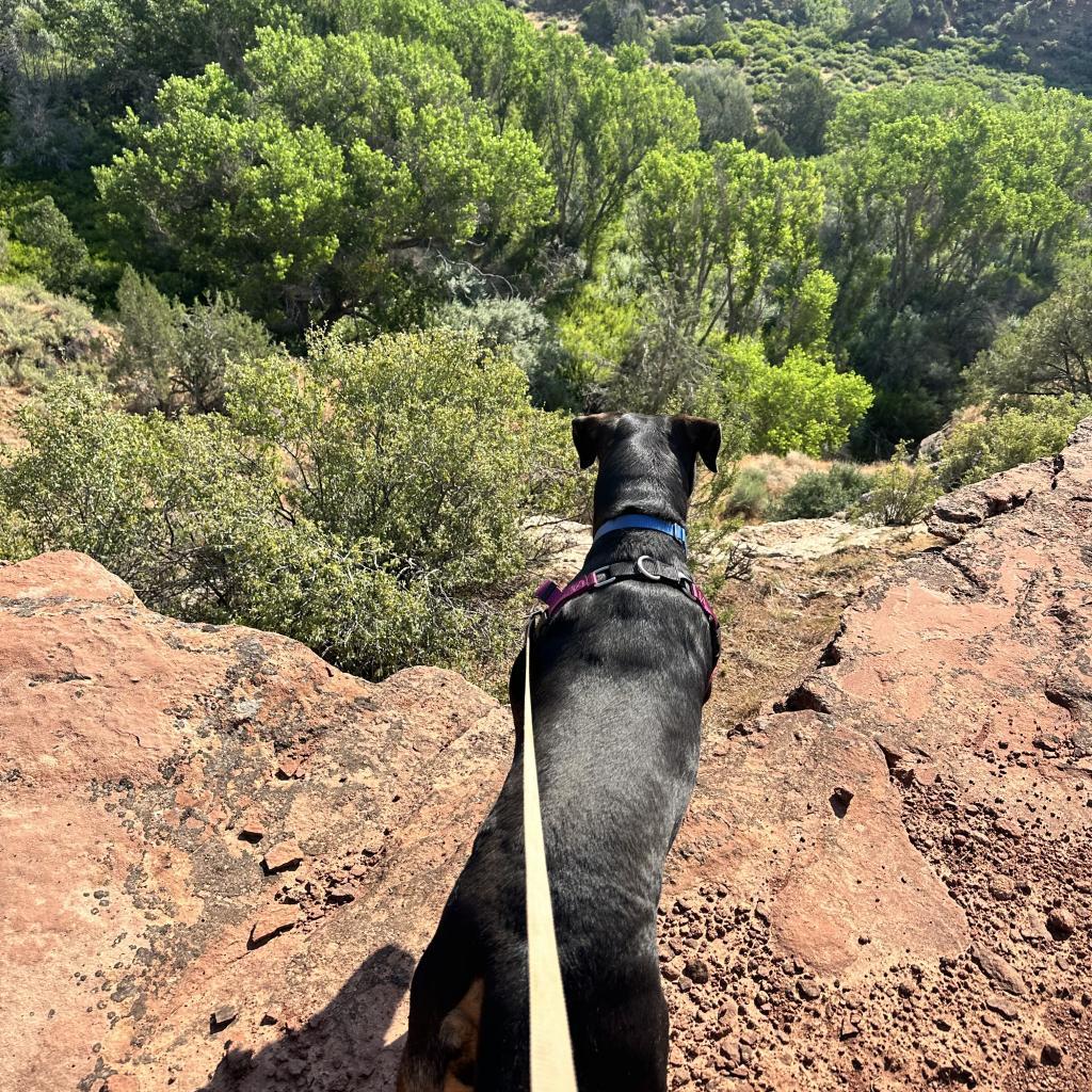 Licorice — thumbnail 4