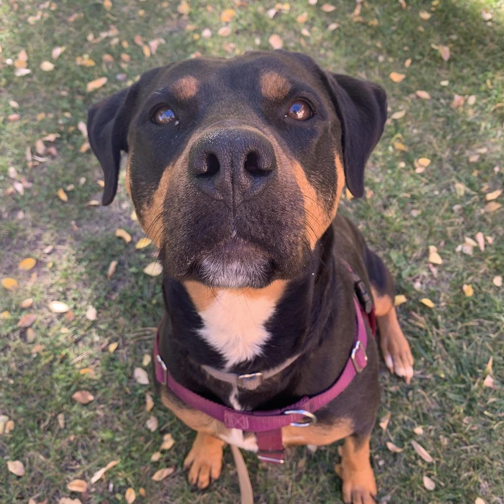 Licorice — thumbnail 5