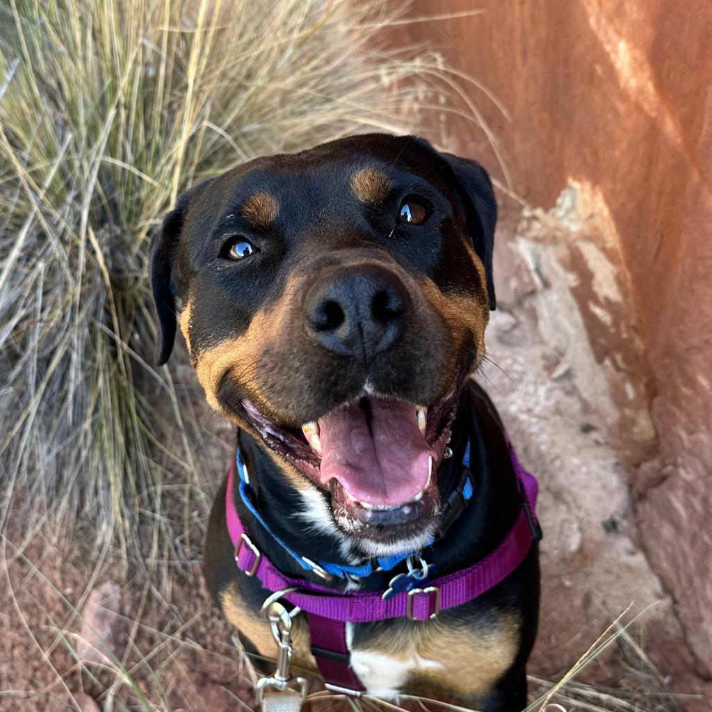 Licorice — thumbnail 6