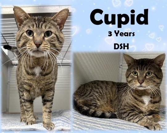 Cupid, ADOPTABLE, Adult Male Domestic Short Hair.