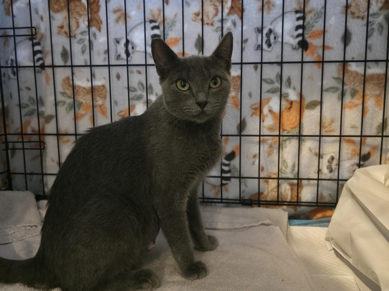 Rosie, Adoptable, Adult Female Russian Blue & Domestic Short Hair.