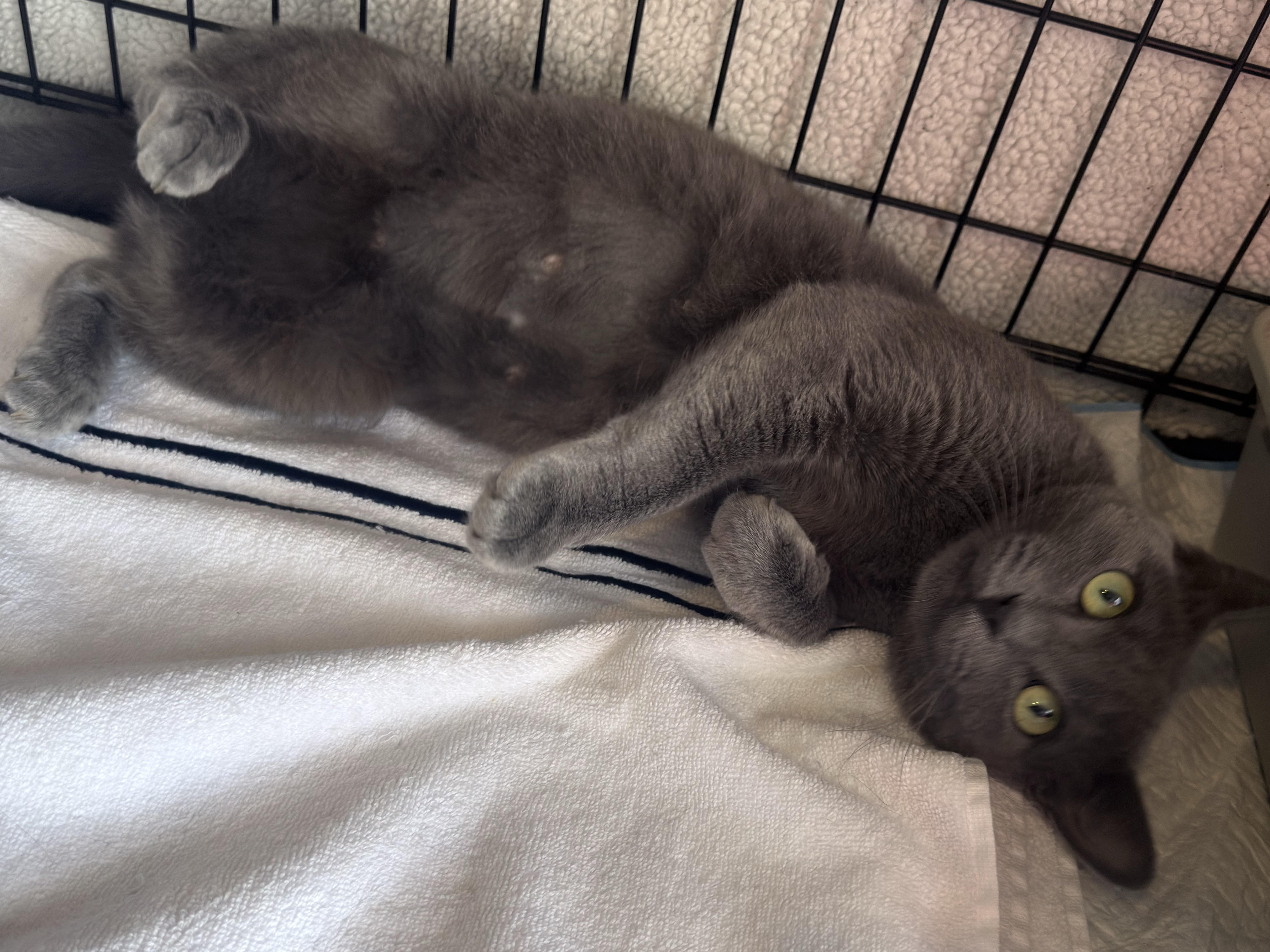 Enlarge Rosie, a Adoptable mixed breed in Brentwood, CA image 3/4