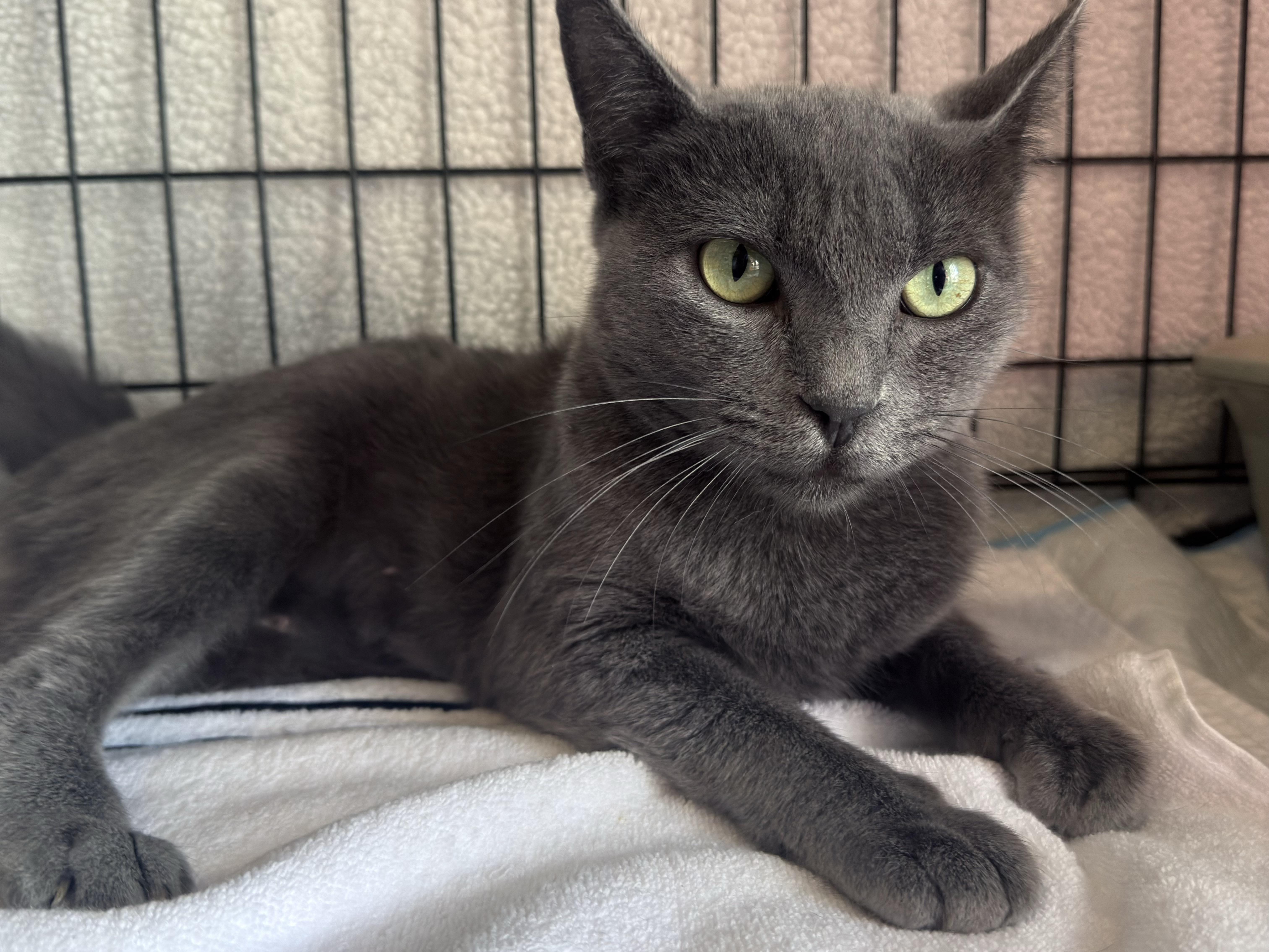 Enlarge Rosie, a Adoptable mixed breed in Brentwood, CA image 2/4