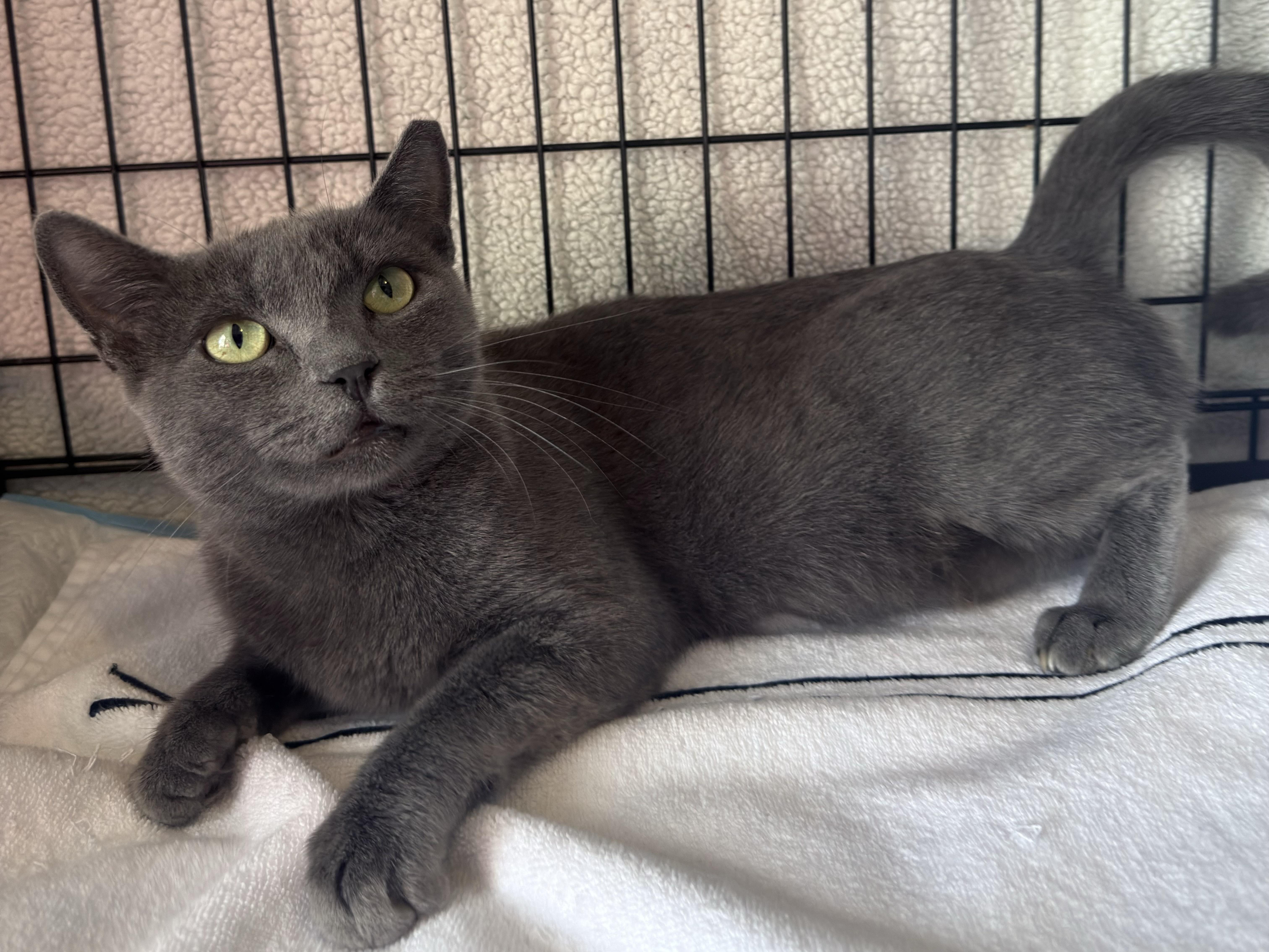 Enlarge Rosie, a Adoptable mixed breed in Brentwood, CA image 4/4