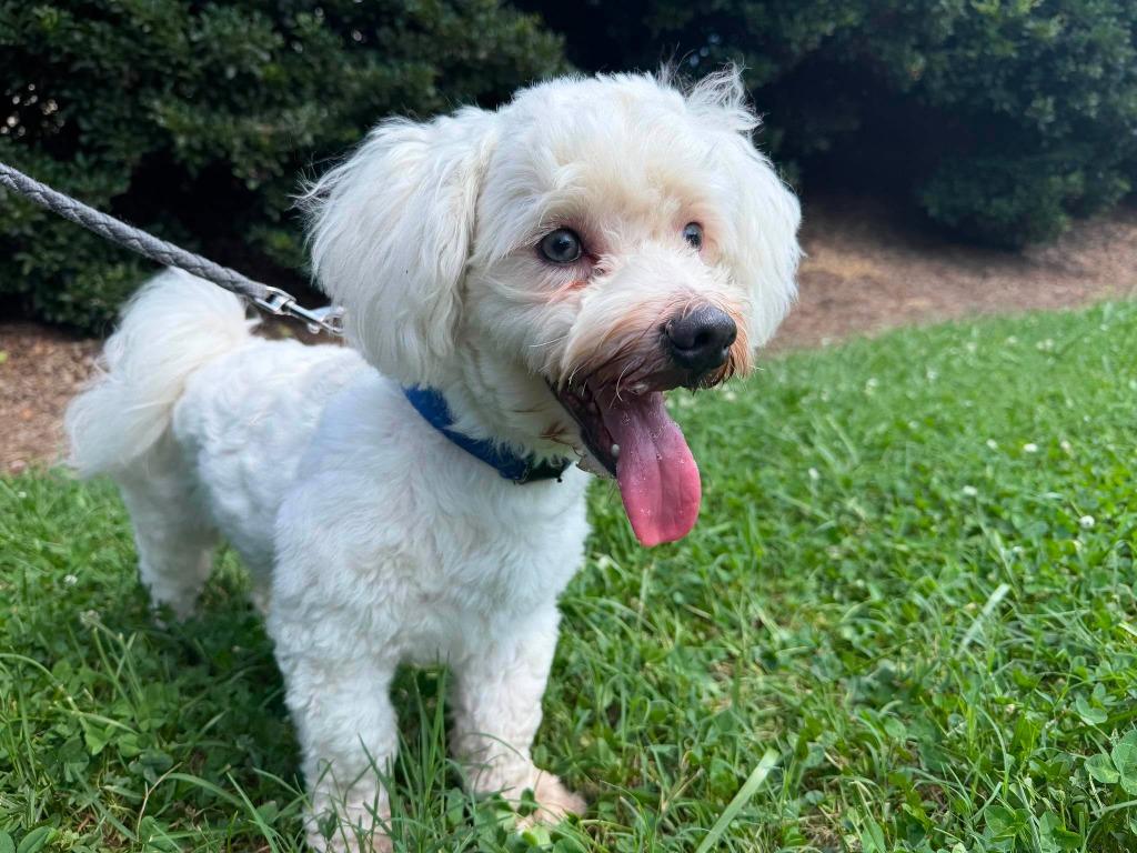 Alfie, Adoptable, Young Male Poodle & Mixed Breed.