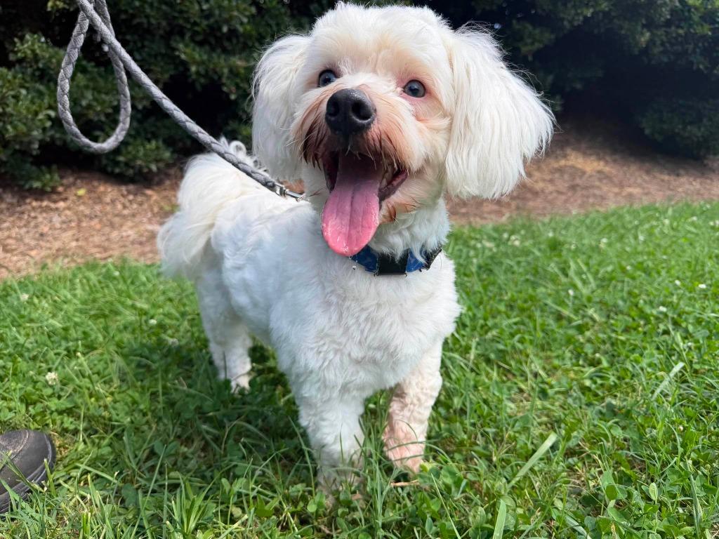 Alfie, a Adoptable mixed breed in Raleigh, NC image 2/6