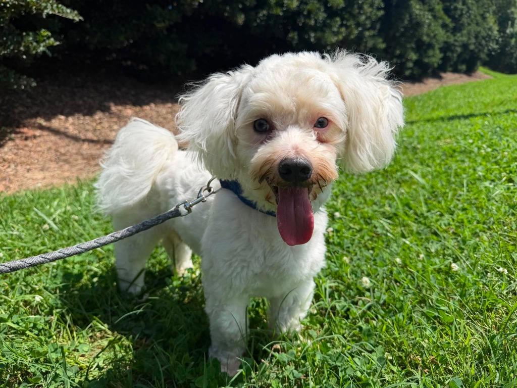 Alfie, a Adoptable mixed breed in Raleigh, NC image 4/6